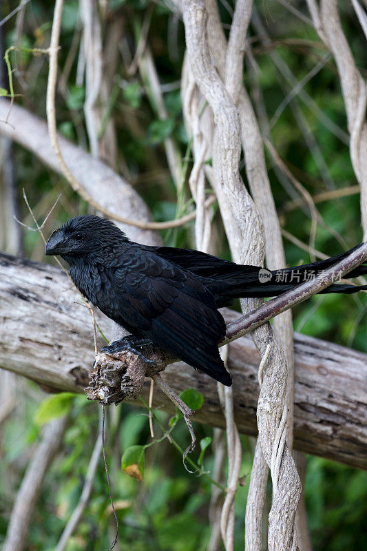 嘴巴光滑的阿尼(Crotophaga Ani)坐在树上的早午餐